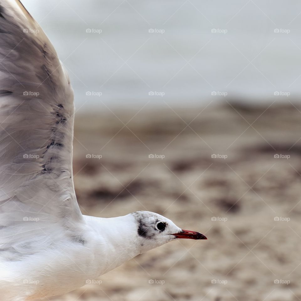 flying seagull on the baltic sea