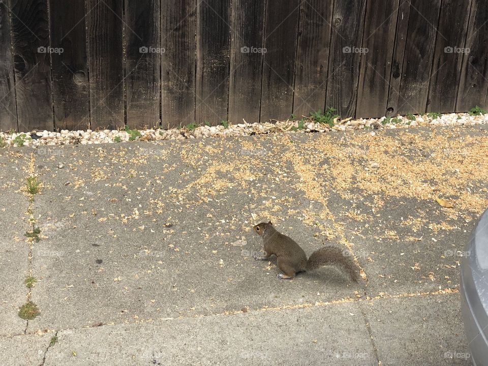 Squirrel 