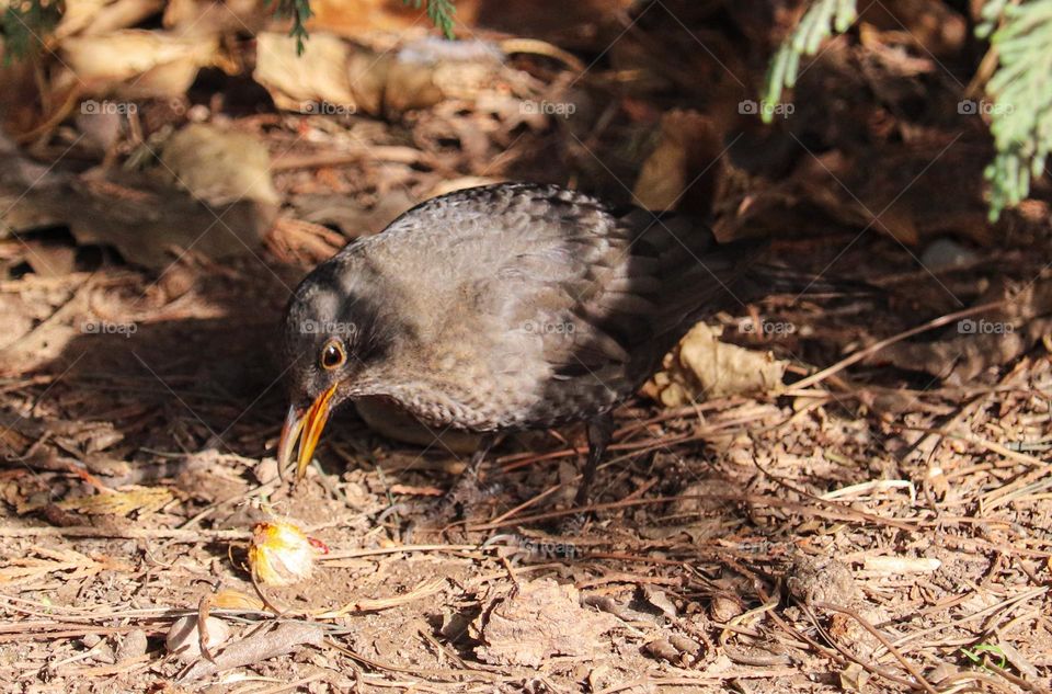 A thrush