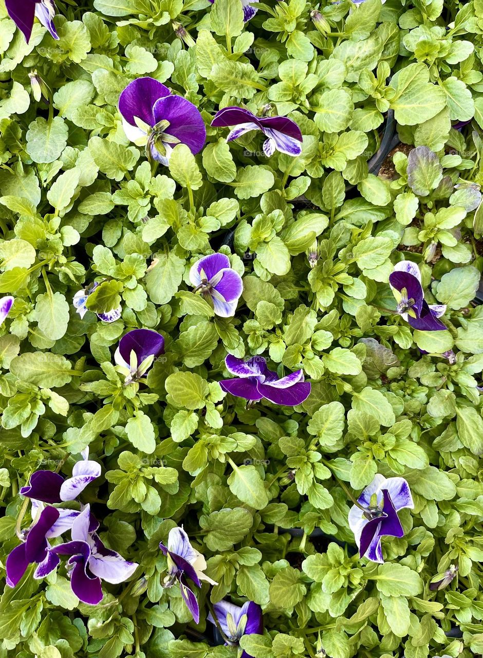 Blooming violet flowers top view. Pansies in bloom 