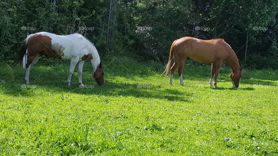 yummy grass