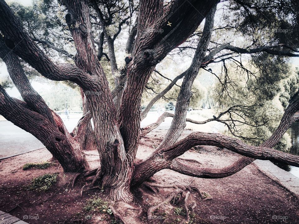 Twisted trunks of willow trees