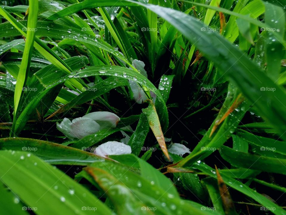 Eye pleasing greenary with dews of rain