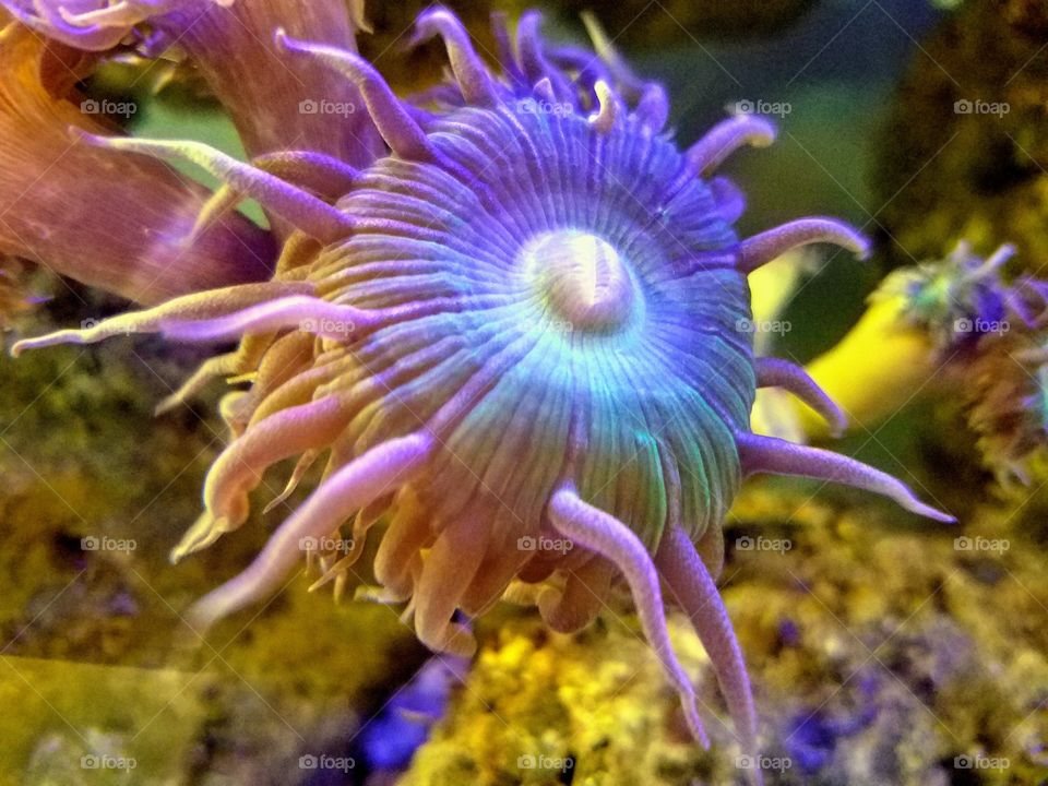 A colorful close up of a sea anemone gliding over coral