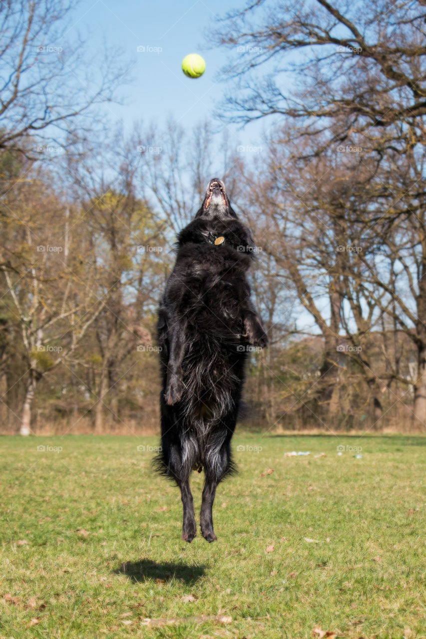 Dog jumping up for the ball