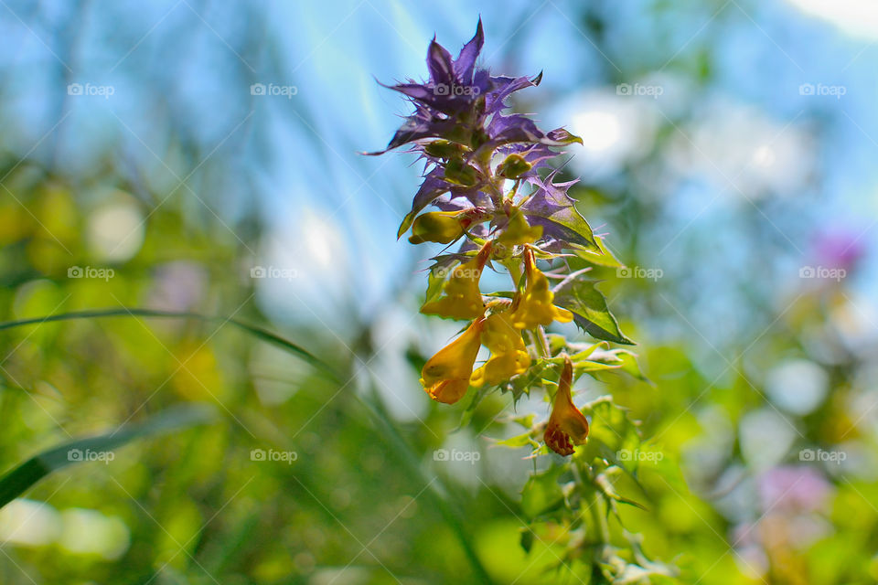 flowers