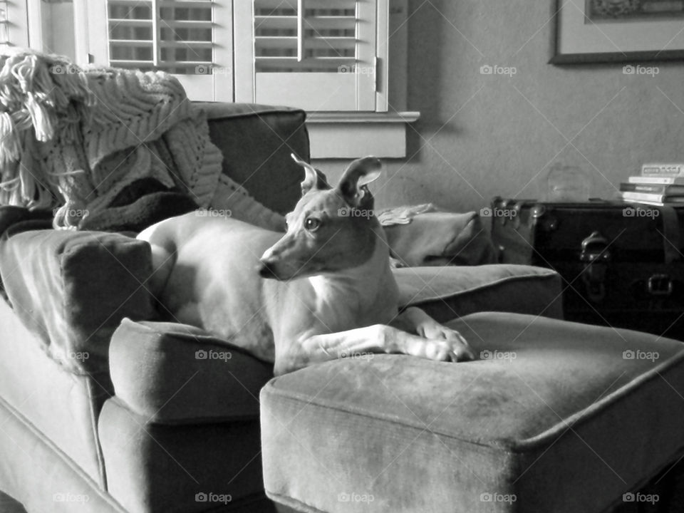 Dog on chair black and white