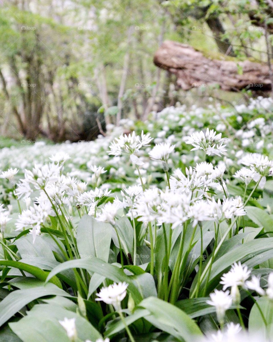 Spring Forest