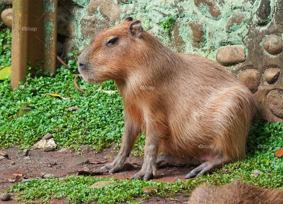 capybara the biggest rodent in the world