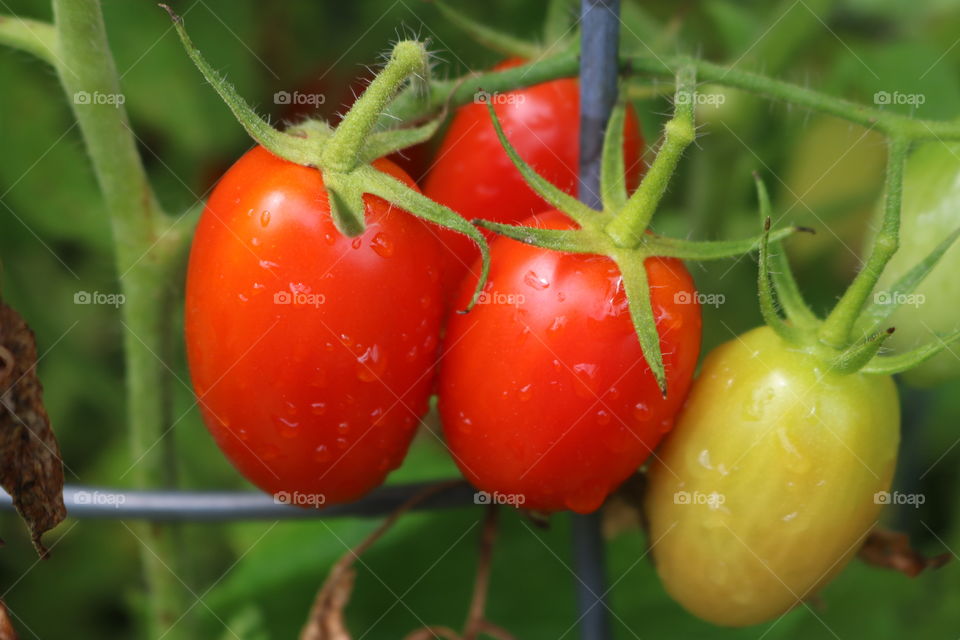 Closeup grape tomato fruit with water droplets growing on tomato plant.