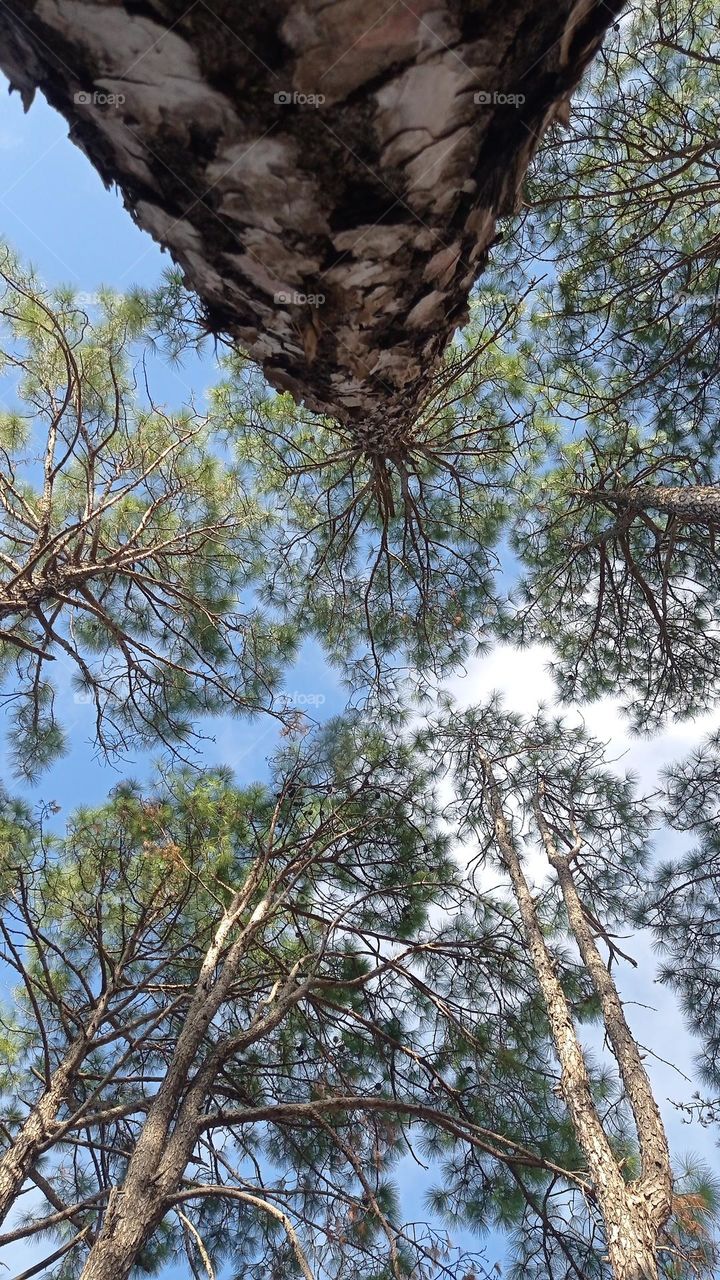 Tree tops / Copas de los árboles