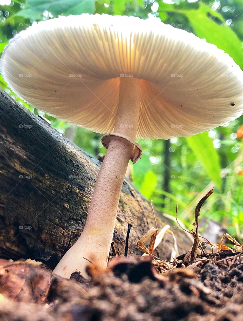 Beautiful fungus 