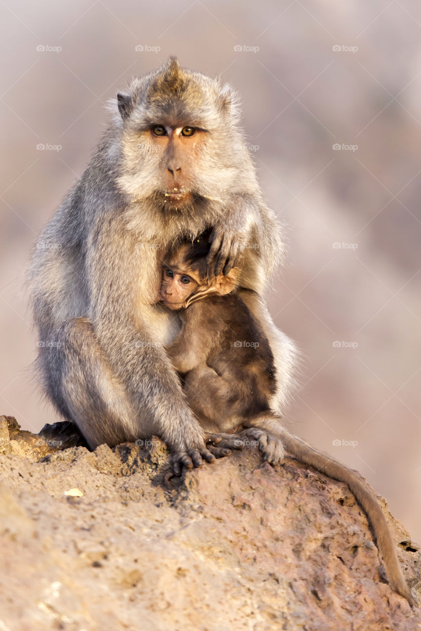 Monkey family living in harmony