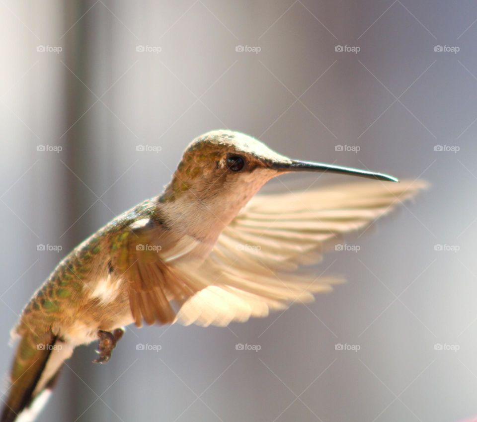 hummingbird wings when it is hovering