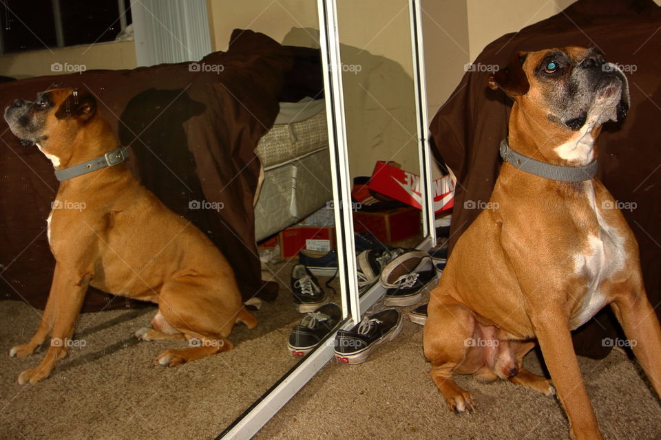Dog in the mirror