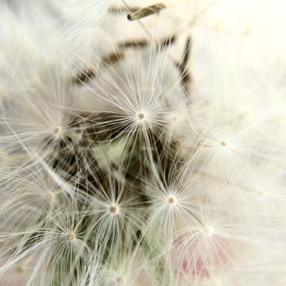 Macro dandelion 