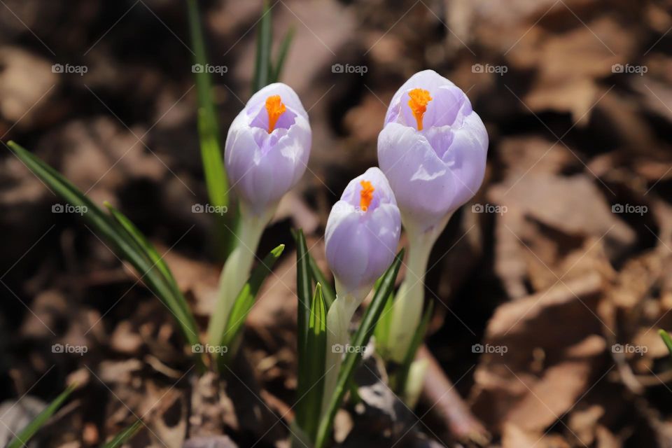 Crocuses 