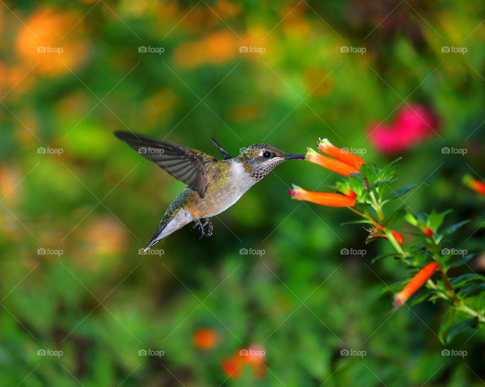 hummingbird feeding from flowers