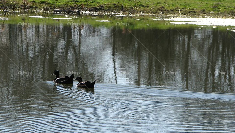 ducks on the pond