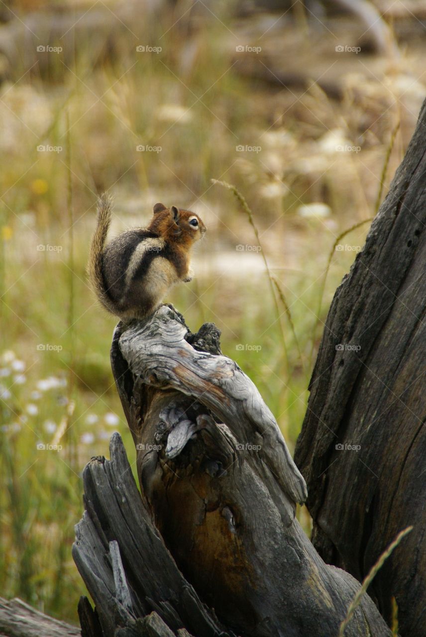Chipmunk sitting on tree