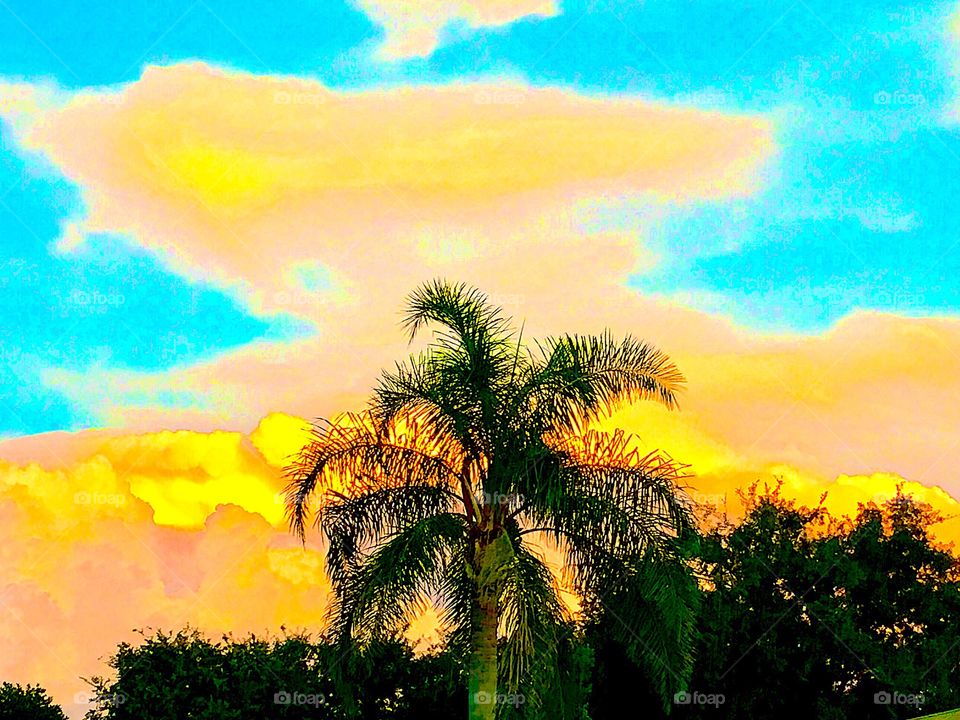 Green palm tree leaves landscape against storm clouds in sky in summer at sunset