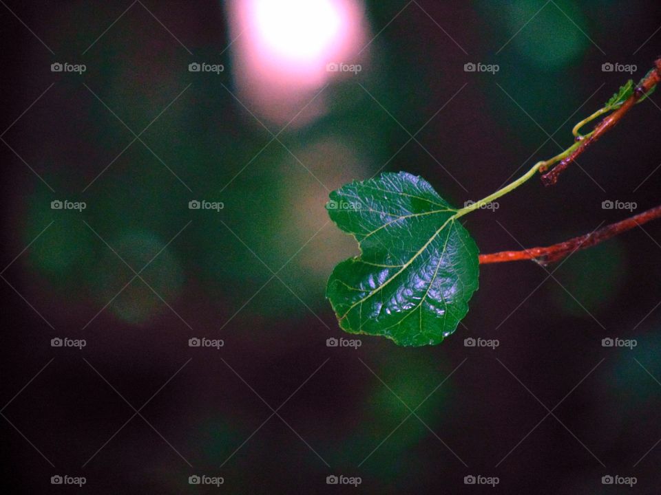 Same Random leaf photo, but just experimenting with light!