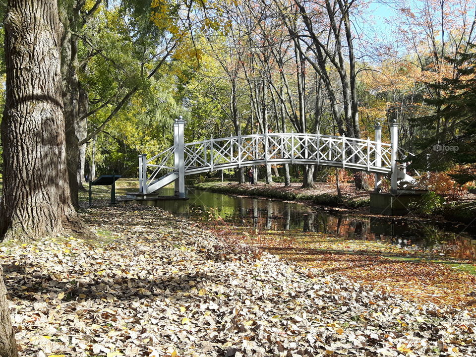 magic bridge!🍃🍂🍁