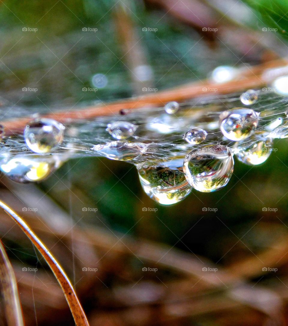 Waterdrop on spiderweb