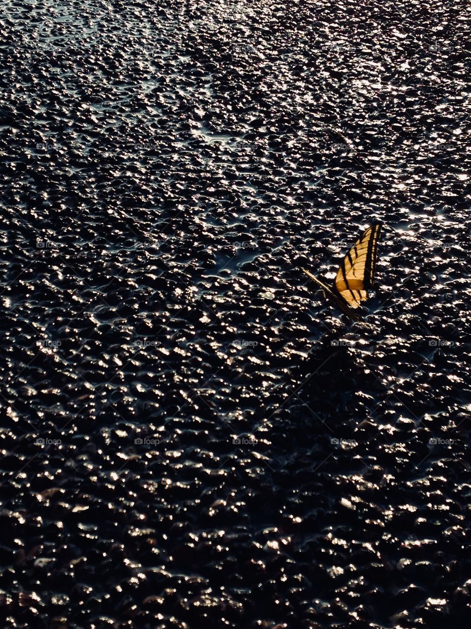 Yellow and Black Butterfly on Asphalt