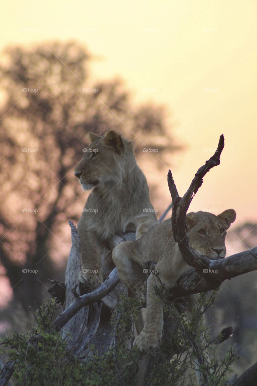 Young lions at sunset