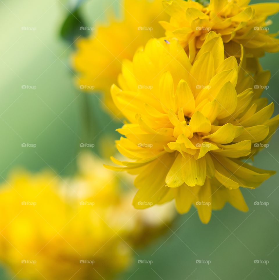 Gorgeous yellow autumn flowers