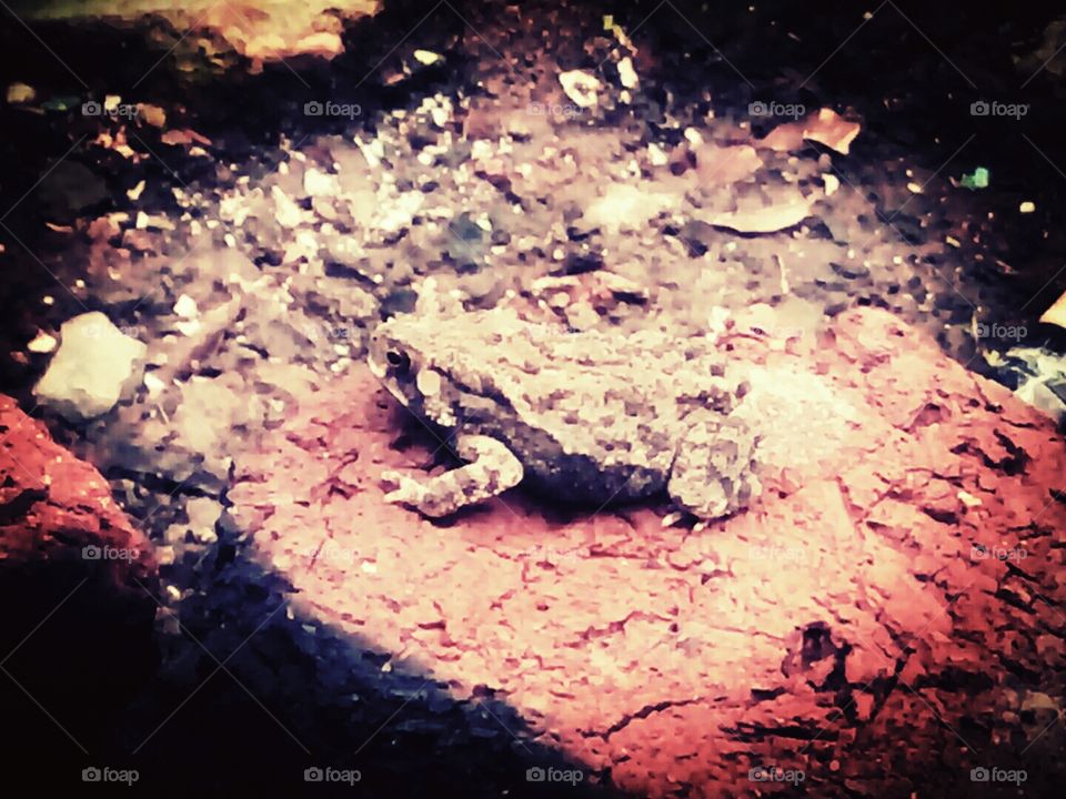 frog,frog pics,A great photo,a photo for everyone,a memorable photo,a no. photo,a photo to cherish,a beautiful photo,a great photo for the best people,an evergreen photo,a photo to remember for years,the best result of great photography