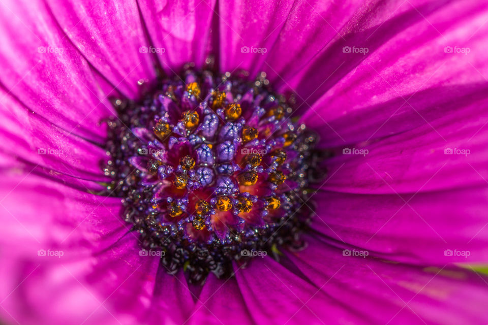 purple flower