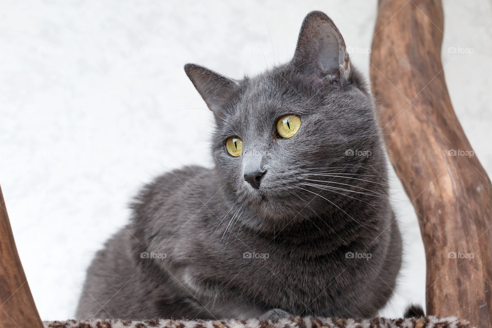 Russian blue cat