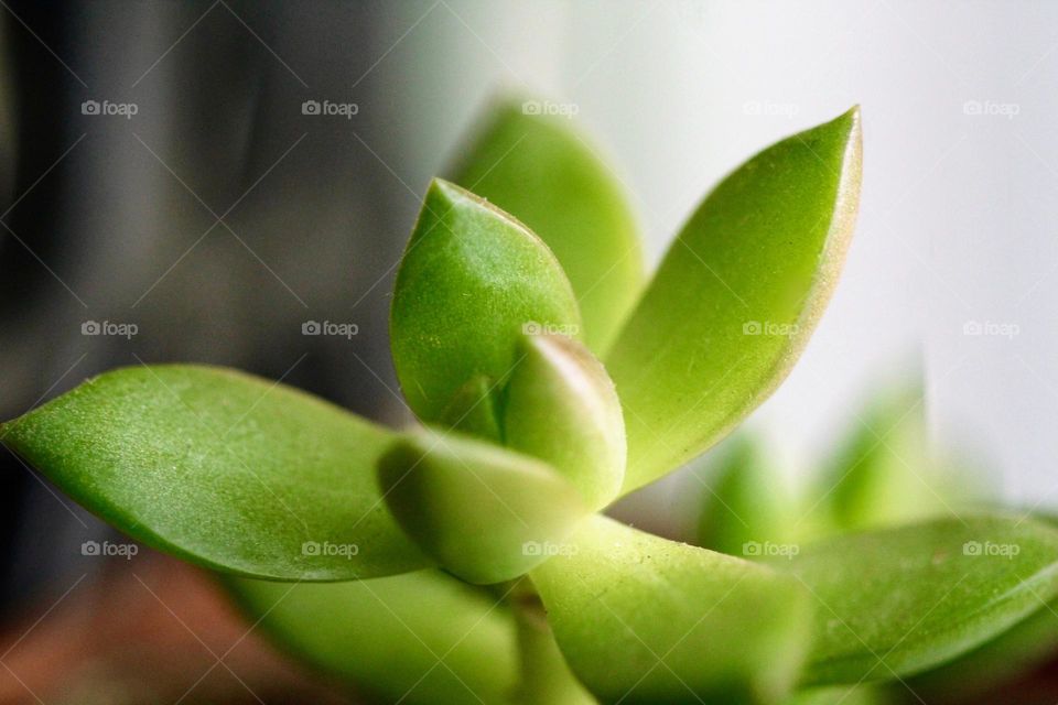 Close-up of a potted plant