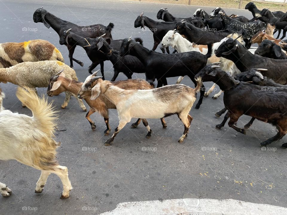 Goat walk
