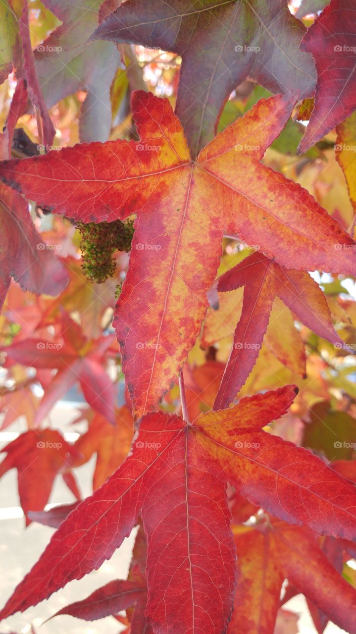 changing leaves