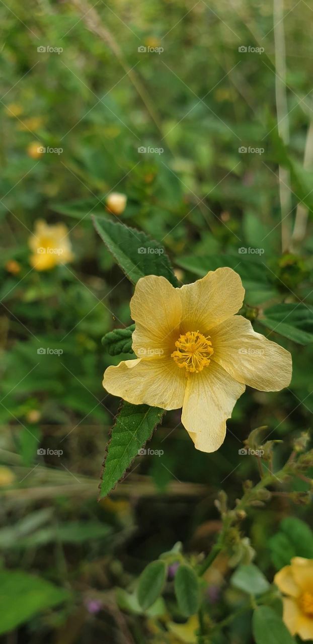 spring, wild flowers beautiful colors, wallpaper, natural yellow