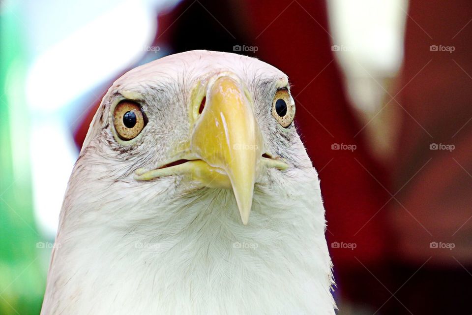 Close-up of bald eagle head
