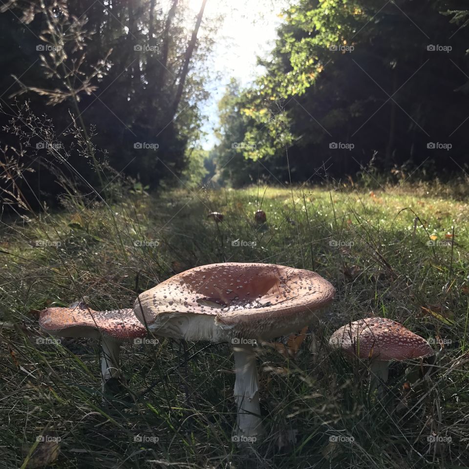 Mushroom, Fungus, Fall, Wood, Grass