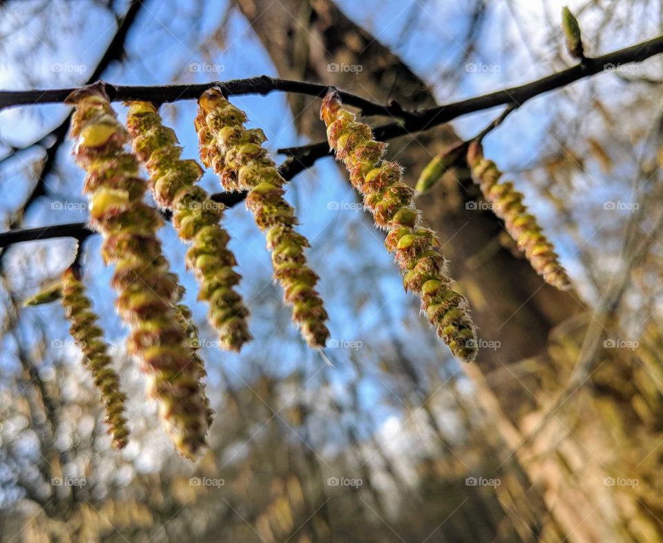 Catkins in spring