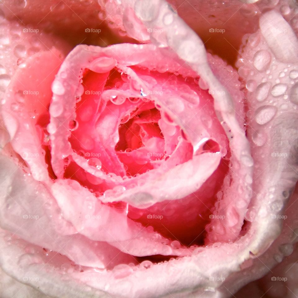 Wet rose