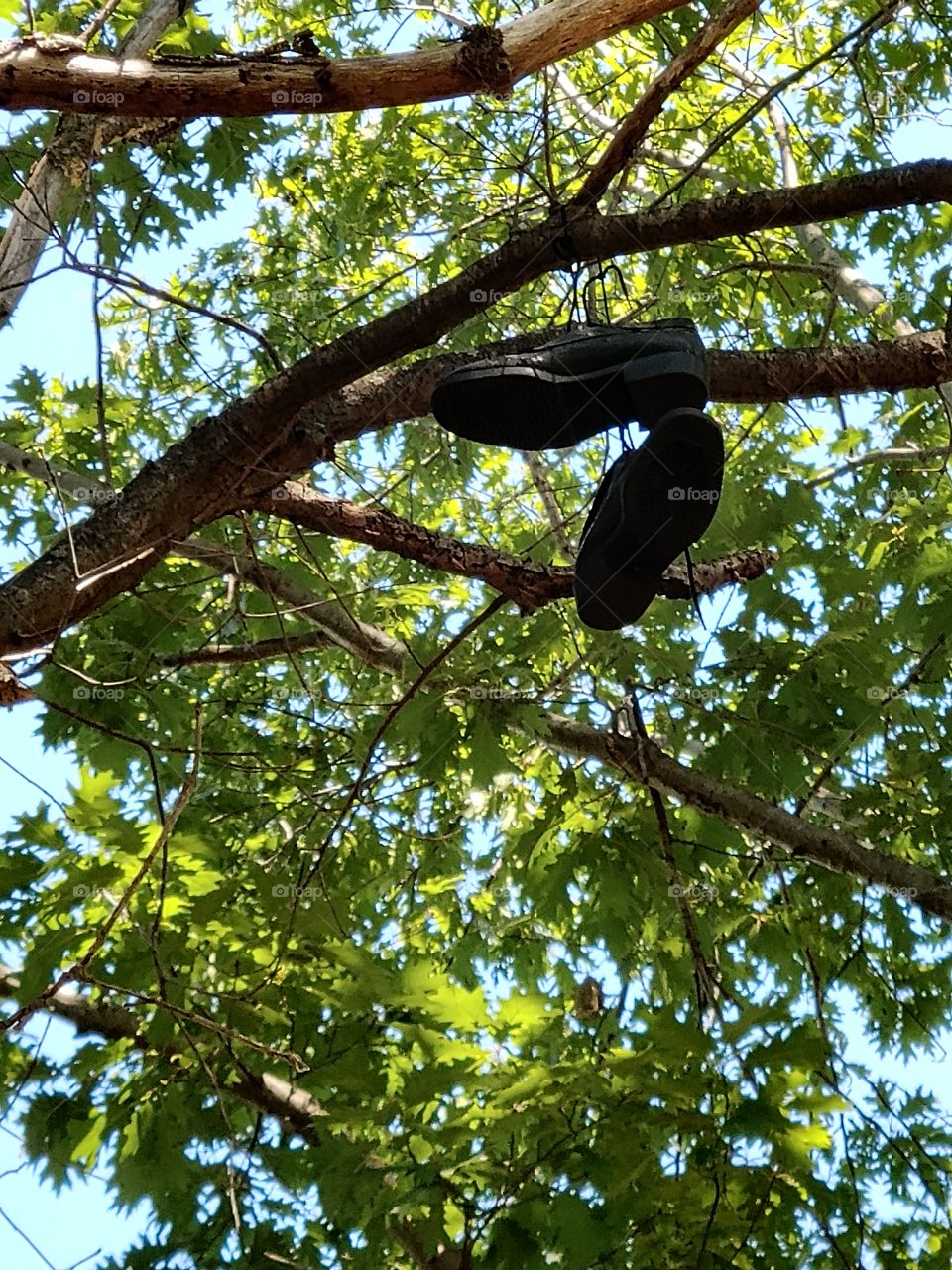 shoes in a tree