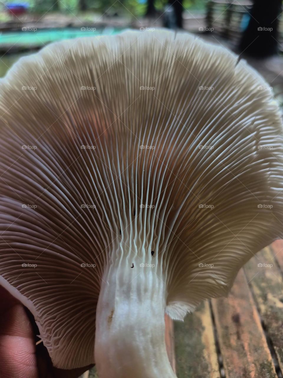 The bottom appearance or called lamella on the Pleurotus ostreatus mushroom, this mushroom is edible and tastes delicious