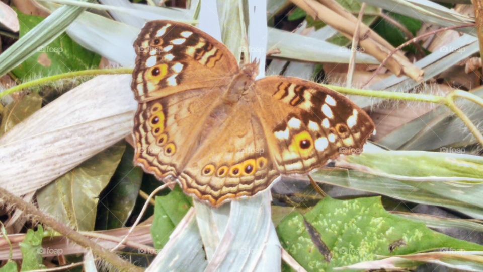 Lemon pansy Butterfly