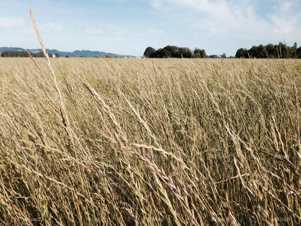 rye grass field 