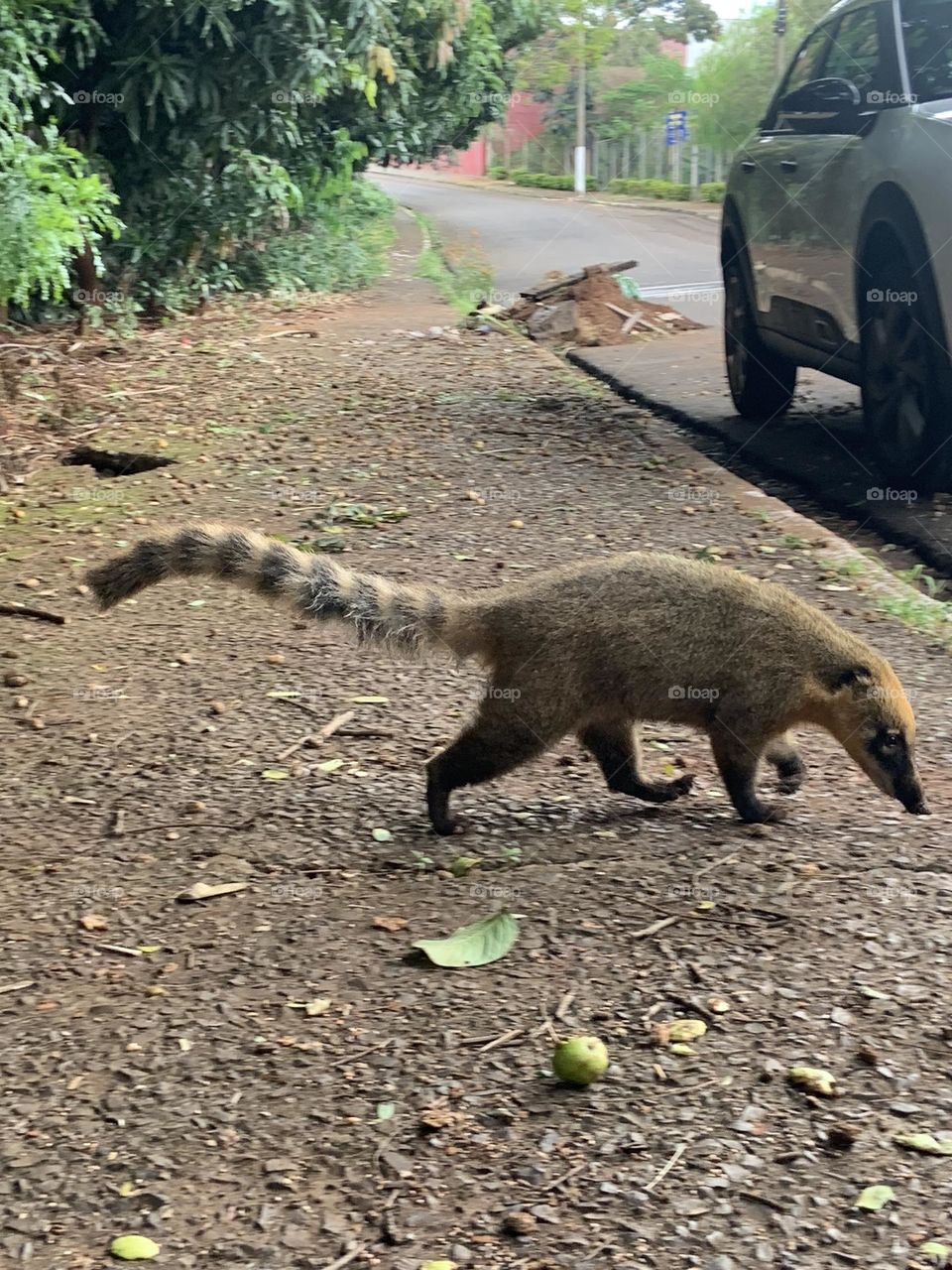 Raccoon walking in the path against car