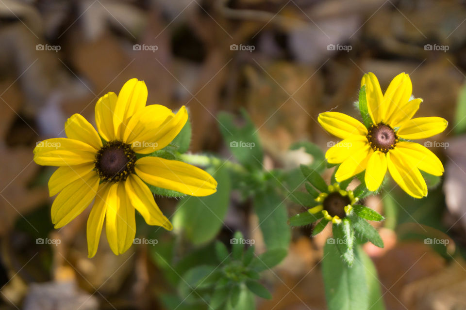 Wild Yellow Flowers in New Hampshire’s White Mountains