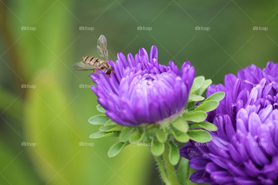 Hover fly