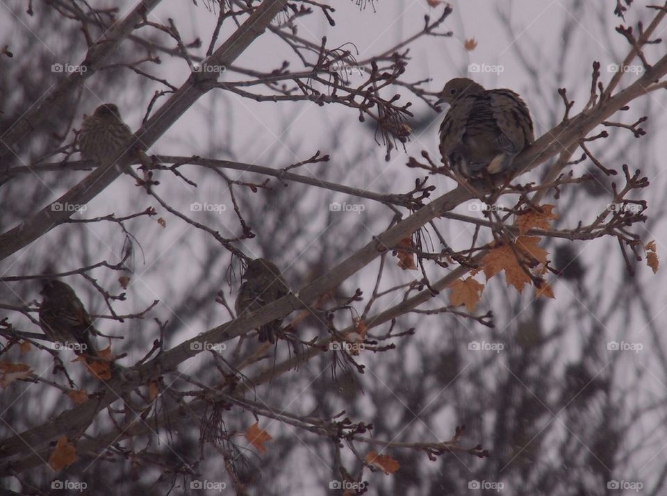 Snow Doves